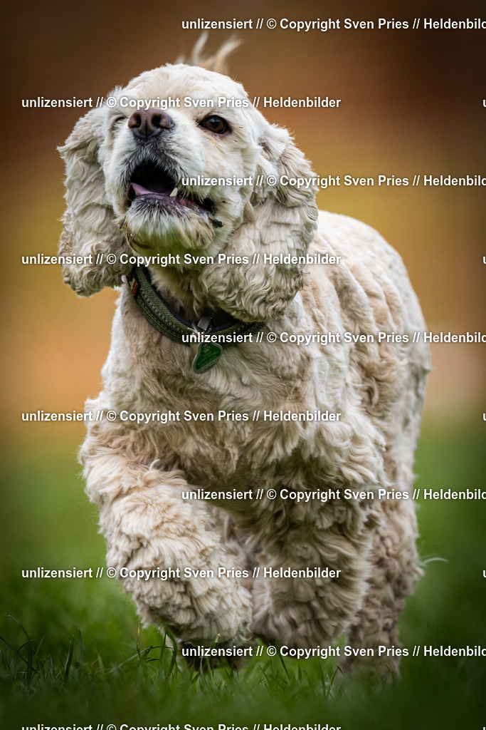 Sven Pries | 2025-04-13 - Hunderennen Baden-Baden - Realisiert mit Pictrs.com