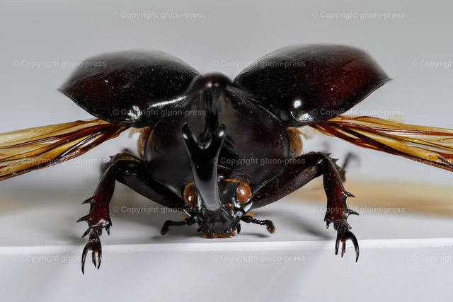 HDT1010421S80c | gluon-press - Realisiert mit Pictrs.com