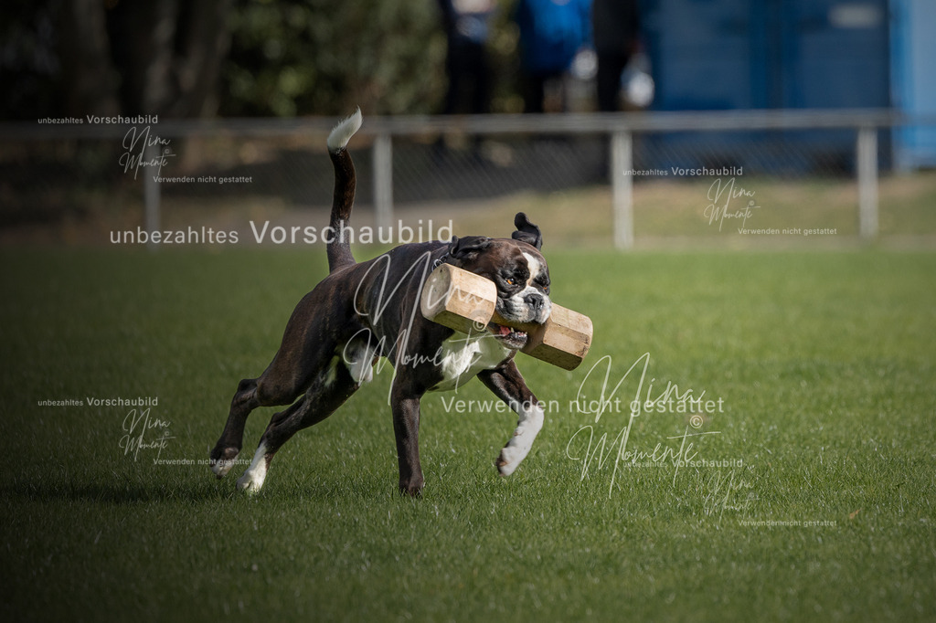 _16A6661-1 | Einzigartige Fotos von Hunden & Menschen –Actionfotos, Portraits, Vereinsaufnahmen & Paarshootings – authentisch, lebendig & mit Herz.