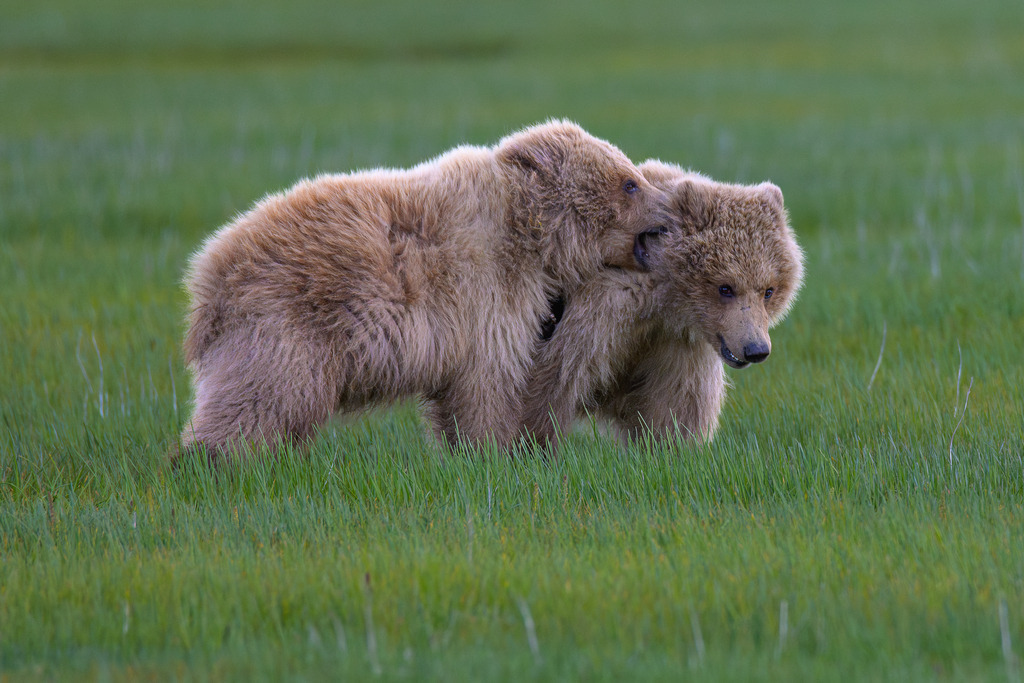 2025-453 | Junge Braunbären im spielerischen Zweikampf im Katmai National Park. - Realisiert mit Pictrs.com
