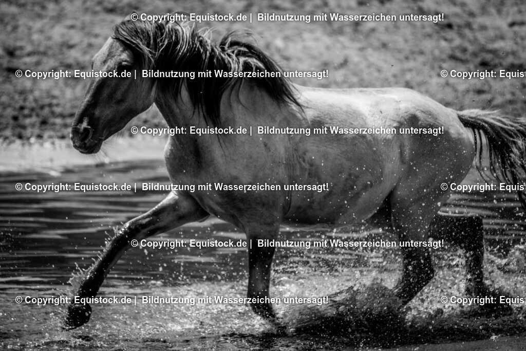 20150711_TOMsPiC_0206 | equistock