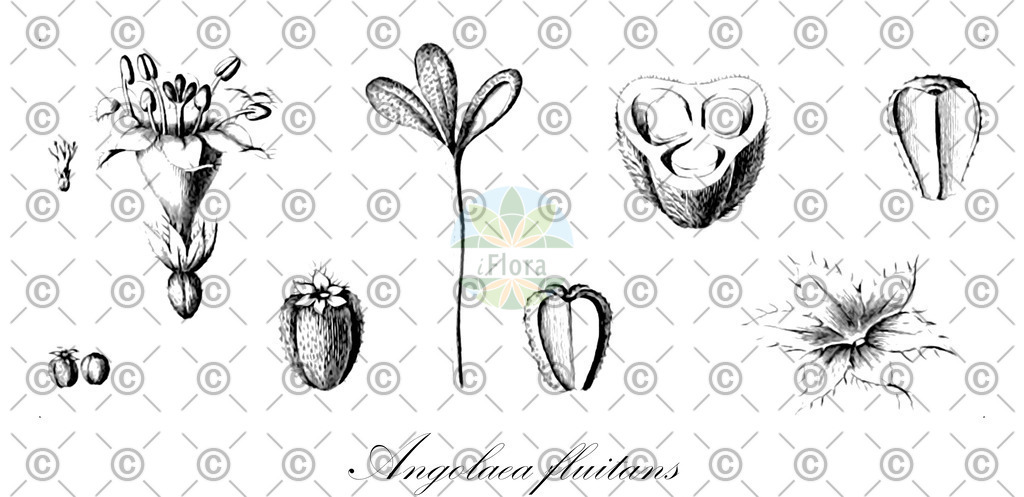 HistAbb_wfo-0000536542_383_ENZY_Simple | Historische Abbildung von Angolaea fluitans - Podostemaceae | Historical Illustration of Angolaea fluitans - Podostemaceae