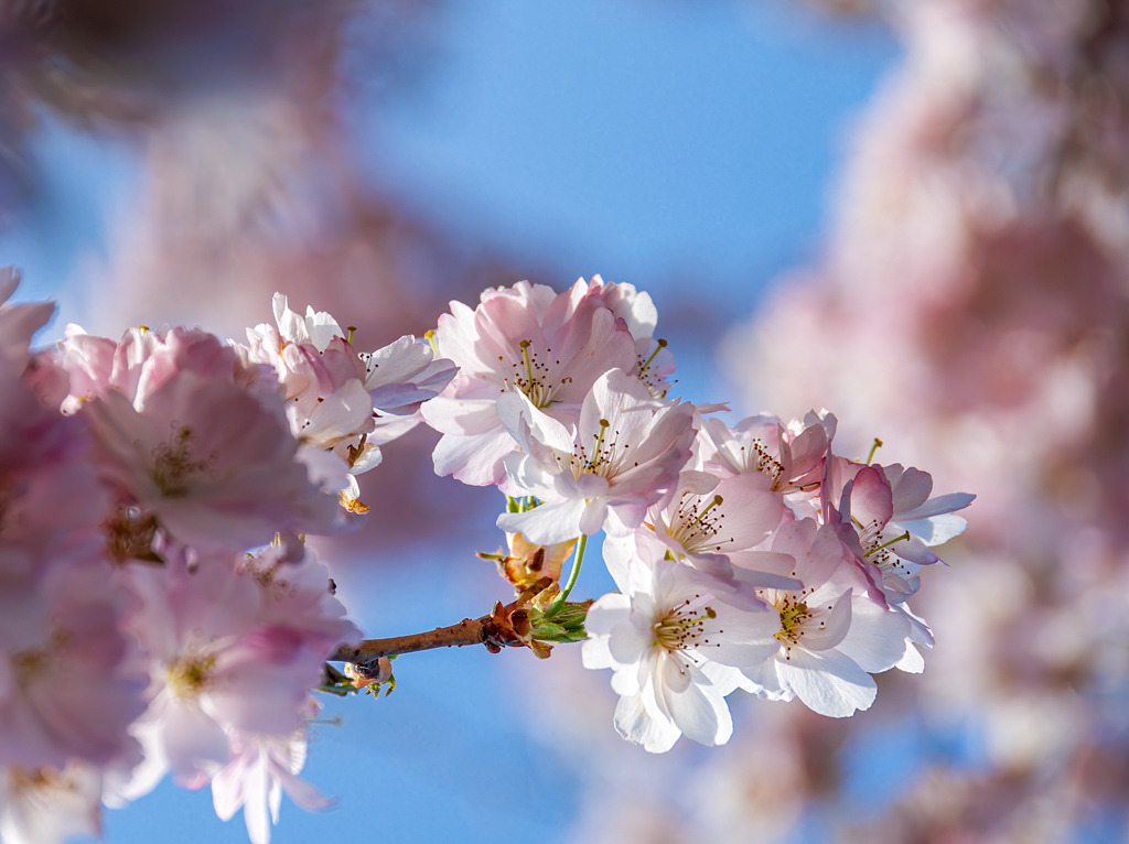 Blüten einer japanischen Kirsche | Unter dem Blütendach einer Kirsche hindurchzugehen ist Balsam für die Seele. Es fühlt sich beinahe kitschig an, wenn es nicht so schön wäre. - Realisiert mit Pictrs.com