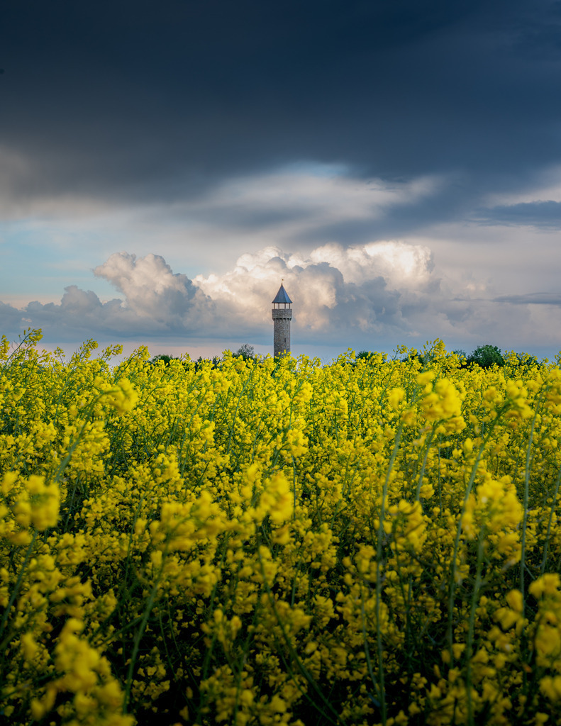 _DSC1435-Enhanced-NR | renerovisanfotoart.com