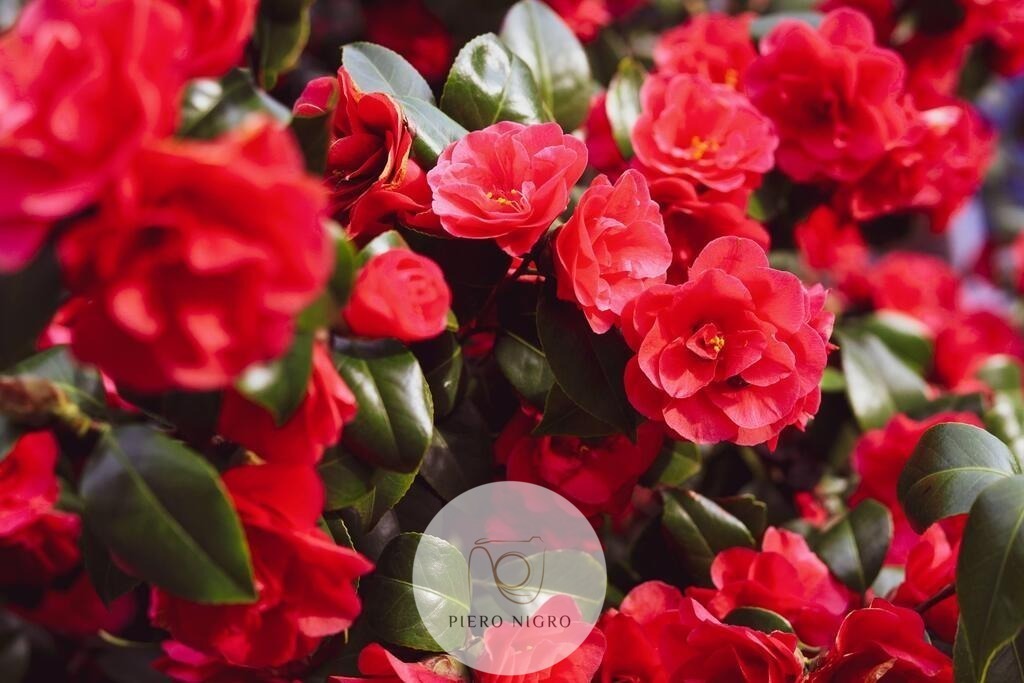 20240320174128_IMG_7066 | Galleria Dei Moment - Fotografie D' Arte | Wallart | Fotokunst - Realisiert mit Pictrs.com