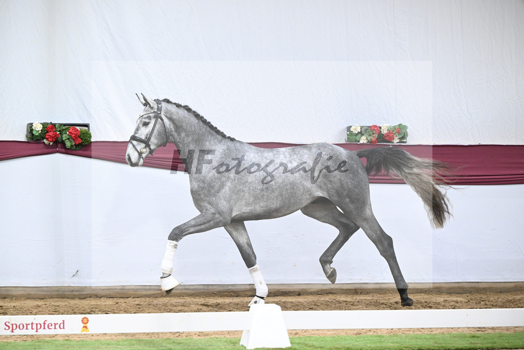 Kat-Nr. 131 Fynch Hatton x Sir Donnerhall I_Reit- und Turnierpferde GmbH IB Berger_47254417 | hf-fotografie - Realisiert mit Pictrs.com