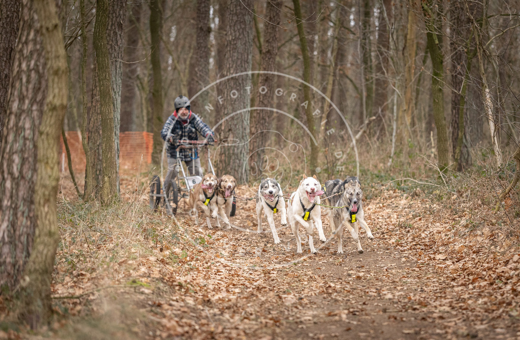 Pfotenfotografie_DV3A6499 | Hundefotografie, Tierfotograf, Pfotenfotografie, Fotoshooting Hund, Hunde Portrait, Hundesport, Hundeportraits, Heideshooting, Hunde, Sportfotograf, Hundefotograf, Turnierhundsport, THS,  - Realisiert mit Pictrs.com