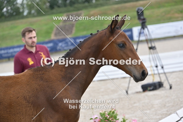 29_Van Vermeer - Vilancio_935_2089 | Björn Schroeder Pferdefotografie