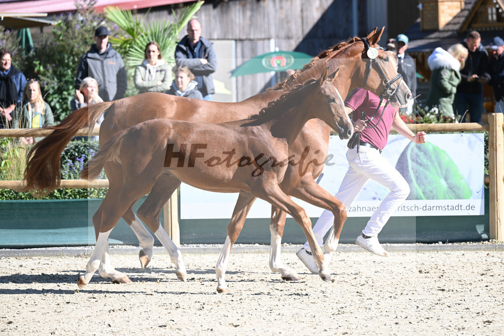 Fohlenauktion Next Chance_49220369 | hf-fotografie - Realisiert mit Pictrs.com