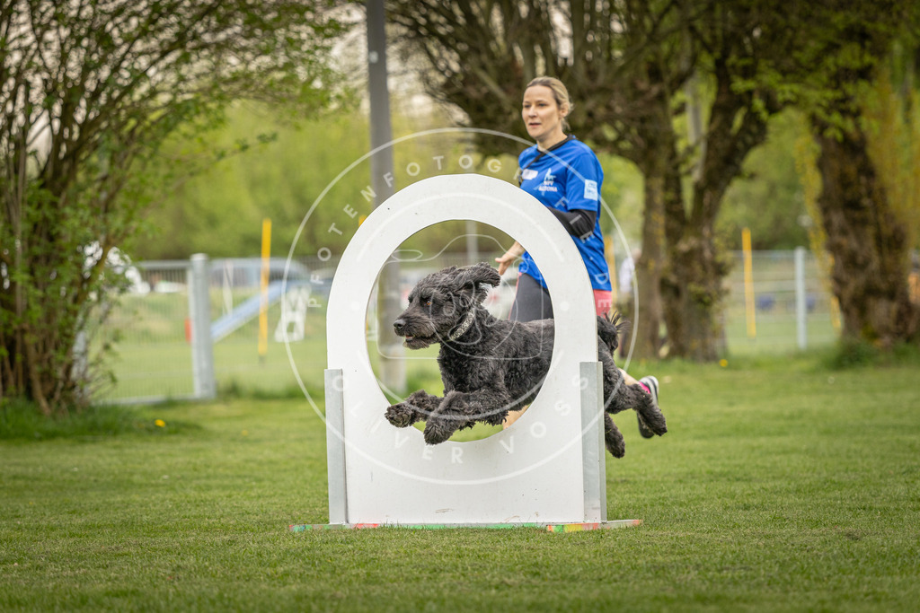 Pfotenfotografie_DV3A1441 | Hundefotografie, Tierfotograf, Pfotenfotografie, Fotoshooting Hund, Hunde Portrait, Hundesport, Hundeportraits, Heideshooting, Hunde, Sportfotograf, Hundefotograf, Turnierhundsport, THS,  - Realisiert mit Pictrs.com