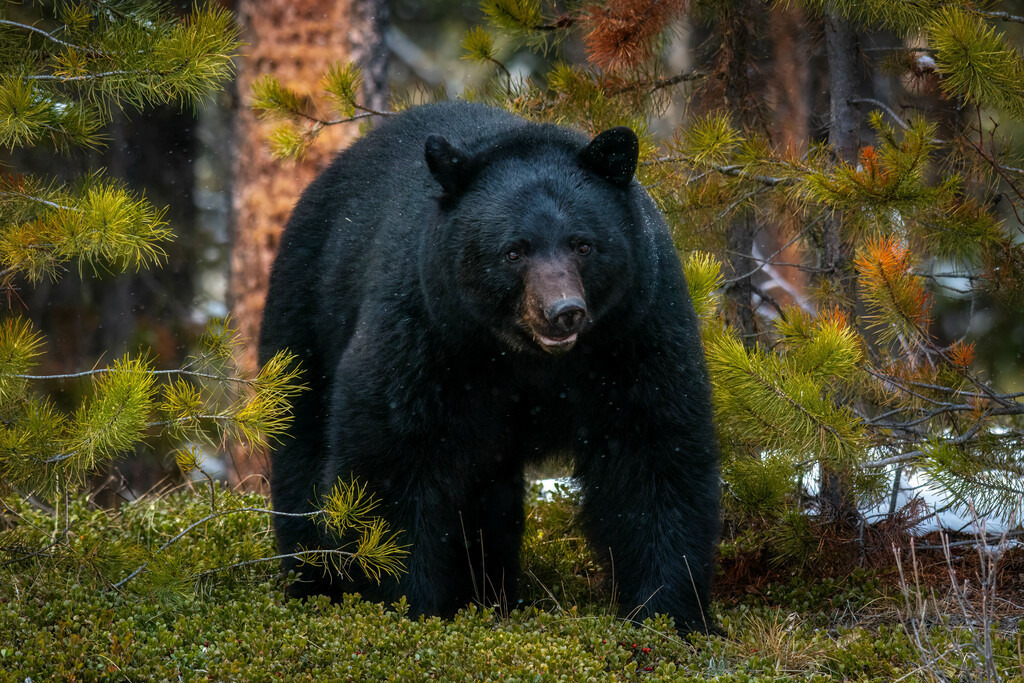 Schwarzbär | christophschaarschmidt - Realisiert mit Pictrs.com