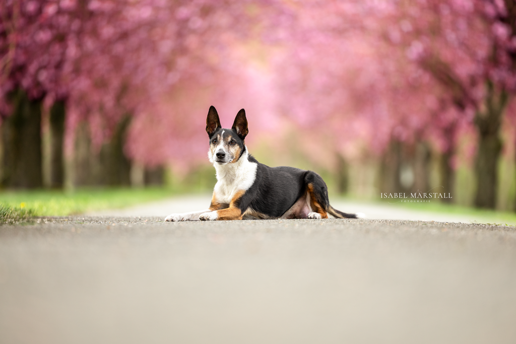 IM_18-Wiederhergestellt | Isabel Marstall Fotografie - Realisiert mit Pictrs.com