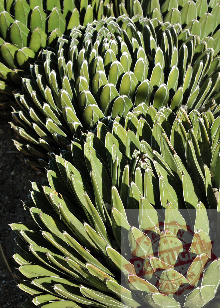 Agave victoriae-reginae succulent plants showing geometric patterns | Agave victoriae-reginae succulents displaying vibrant green leaves with white markings in a desert garden - Realisiert mit Pictrs.com