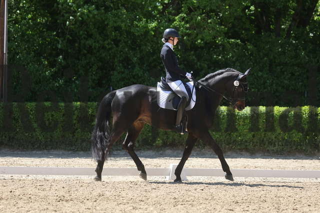 Böblingen_2025_Prfg.Nr.08_Dressurprüfung_Kl.M_Nürnberger Burgpokal_Alena Weinberger_Don Dynamic (1) | Alle Fotos der Reiterjournal Fotografin Doris Matthaes im Reiterjournal Online-Fotoshop. - Realisiert mit Pictrs.com
