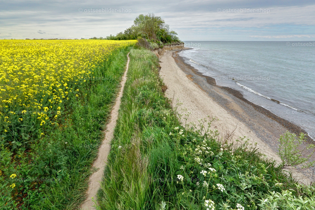 Uferpfad zwischen Rapsblüten und Steilufer | Ein schmaler Pfad führt am Hochufer entlang, links ein Rapsfeld in voller Blüte und rechts die Kliffkante mit Blick auf den Strand und die Ostsee. 