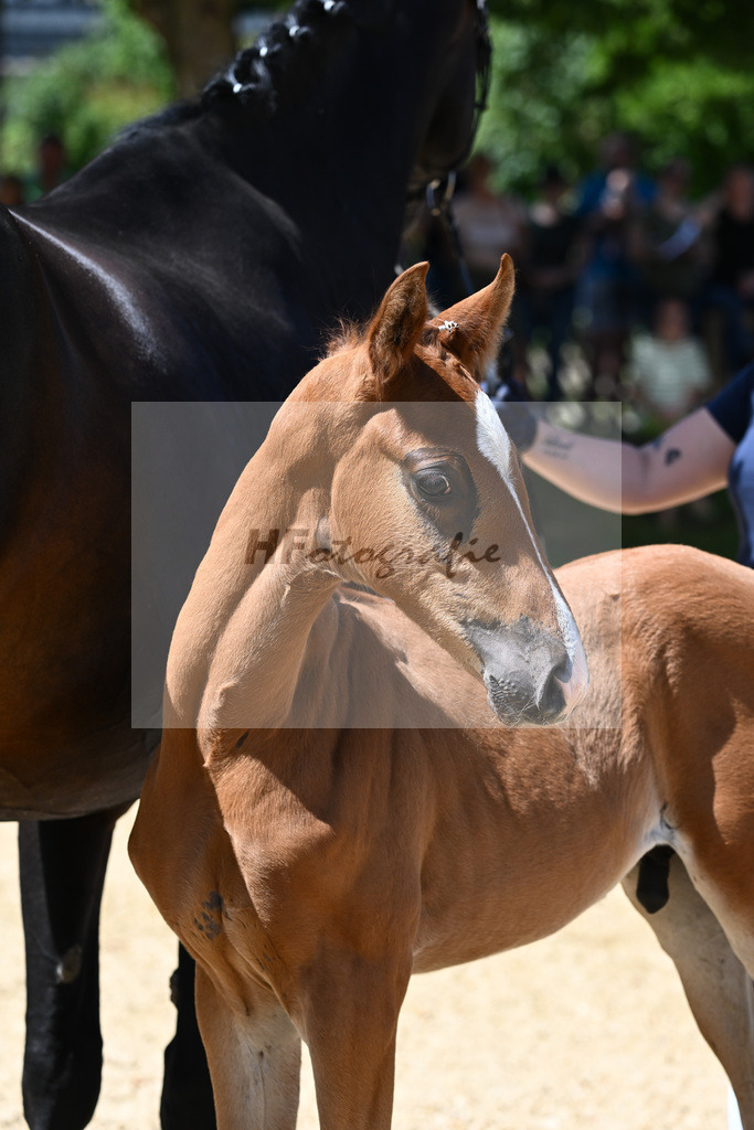 Kat-Nr. 37 HF DSP VA Bene x Top Gear_Mothes_27230579 | hf-fotografie - Realisiert mit Pictrs.com