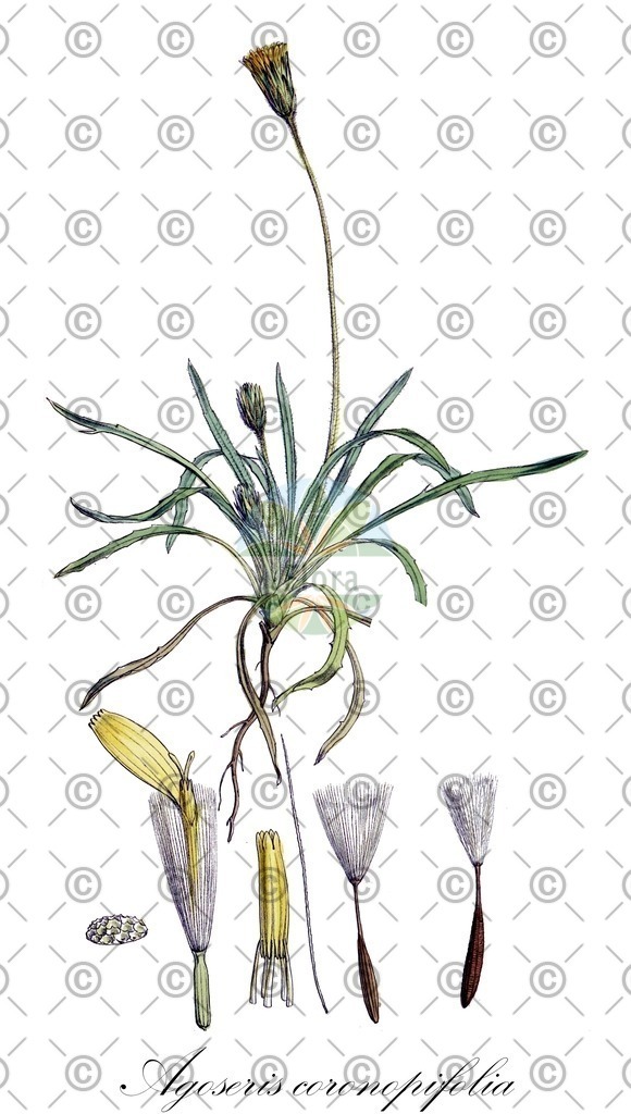 HistAbb_wfo-0000112323_1_ENZY_Simple | Historische Abbildung von Agoseris coronopifolia - Asteraceae | Historical Illustration of Agoseris coronopifolia - Asteraceae