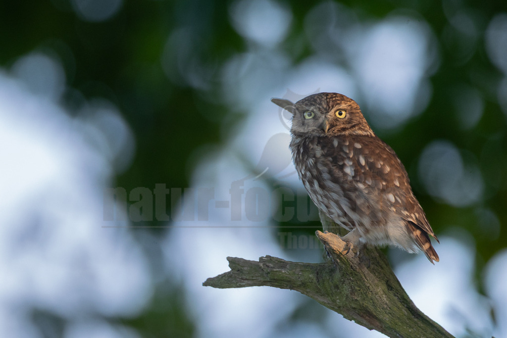 _5II4854_20250612 | Ein Steinkauz (Athene noctua) mit braun-weiß gesprenkeltem Gefieder und auffällig großen, leuchtend gelben Augen sitzt auf einem robusten, kahlen Ast. Der Vogel blickt direkt in die Kamera. Der Hintergrund ist unscharf und zeigt verschwommene grüne Blätter und helle, bläulich-weiße Lichtpunkte, was auf eine natürliche Umgebung im Freien hindeutet, möglicherweise während der Dämmerung. - Realisiert mit Pictrs.com