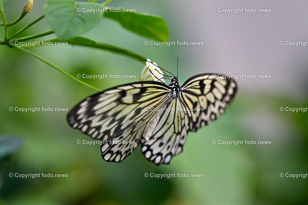 Botanischer Garten Linz_ Schmetterlinge_ Orchideen_ 21.01.2024-73 | 21.01.2024, Botanischer Garten Linz, AUT, Schmetterlinge, im Bild tropische Schmetterlinge, Schmetterling, Falter, Natur, Tiere, Blumen, Pflanzen, Insekten, Butterfly, Tropenhaus