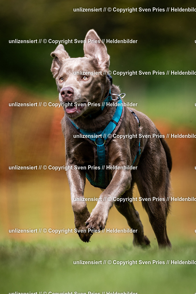 Sven Pries | 2024-04-21 - Hunderennen Baden-Oos
Foto: Sven Pries - Realisiert mit Pictrs.com