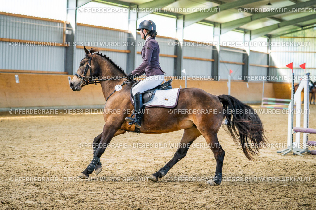 DSC01177 | Pferdegrafie