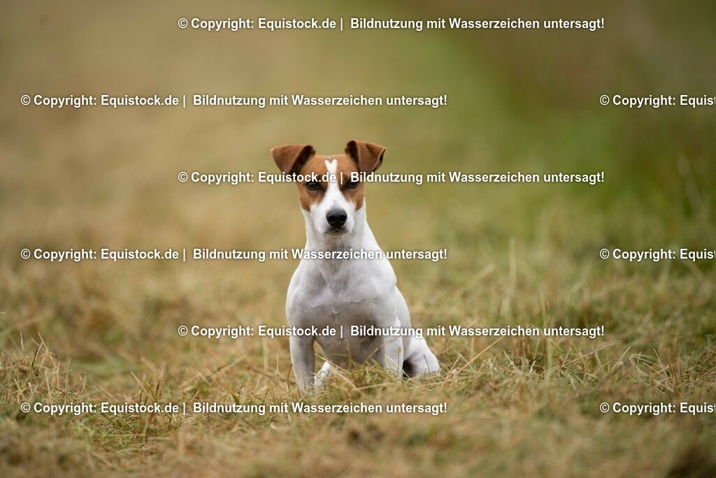 20210728_Jack-Russel_0001 | Foto: Thomas Hartig