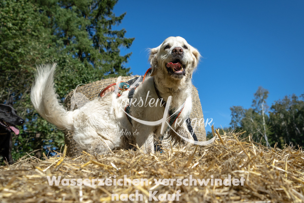 1207_ZZ90394-2 | kk-dogfotos