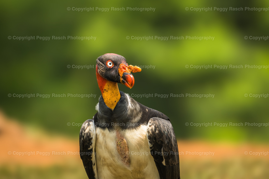 Königsgeier (11) | PeggyRaschPhotography - Realisiert mit Pictrs.com