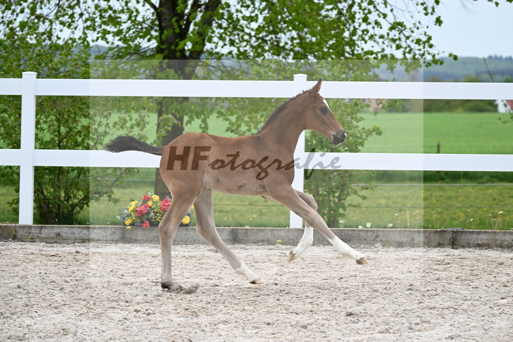 Kat-Nr. 14 HF Erste Sahne x De Niro_Gaab_23260541 | hf-fotografie - Realizzato con Pictrs.com
