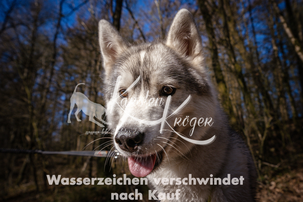 0917_ZZ97017 | kk-dogfotos