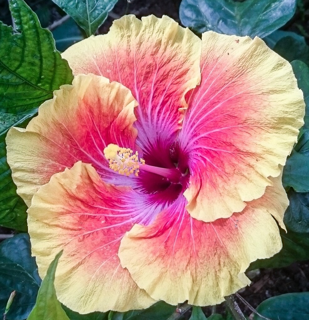Tropical Hibiscus Bloom | Vibrant tropical hibiscus flower with glowing pink and yellow gradients and rich botanical textures. - Realisiert mit Pictrs.com