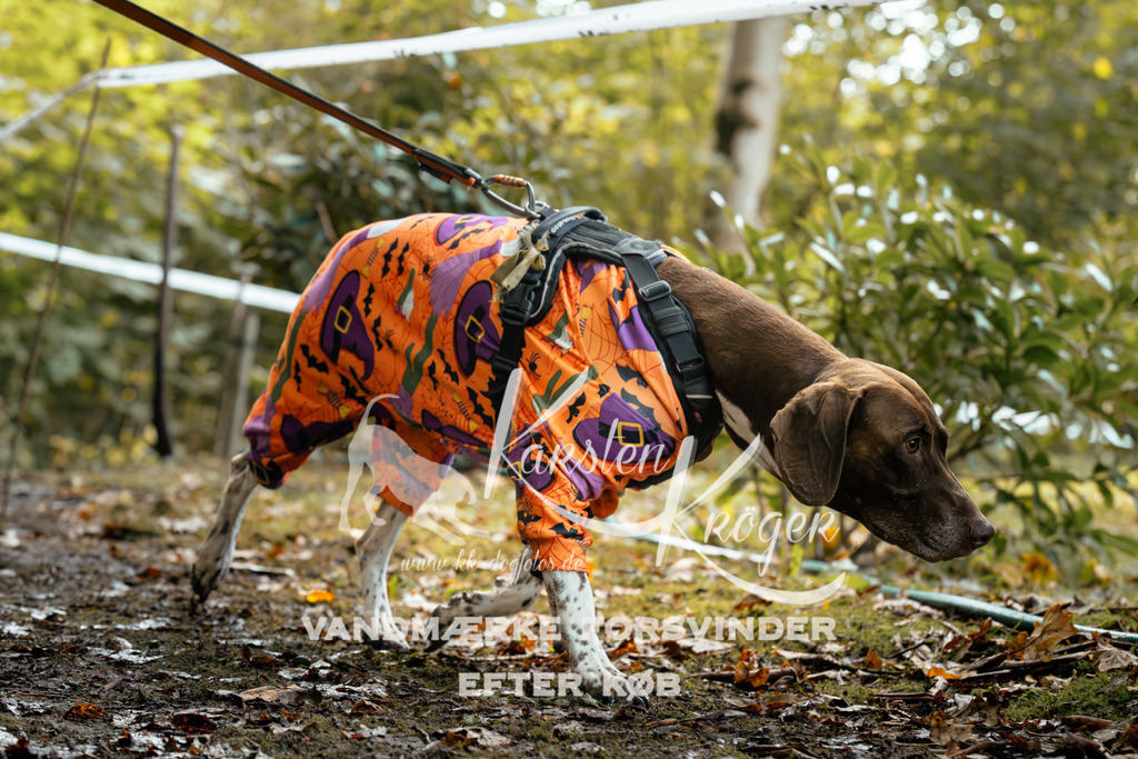 1417DZ6_1558Z6 | kk-dogfotos