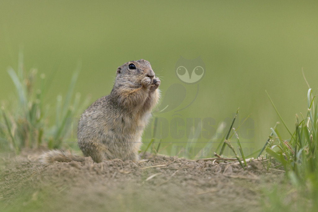 R5M21736_20260518 | Der Bildershop von www.natur-focus.de bietet ihnen den einfachen Kauf von Bildmaterial per Download aus allen Bereichen der Natur. In den Galerien finden sie Landschaftsfotos, Tierbilder und natürlich auf Pflanzenfotos. - Realisiert mit Pictrs.com