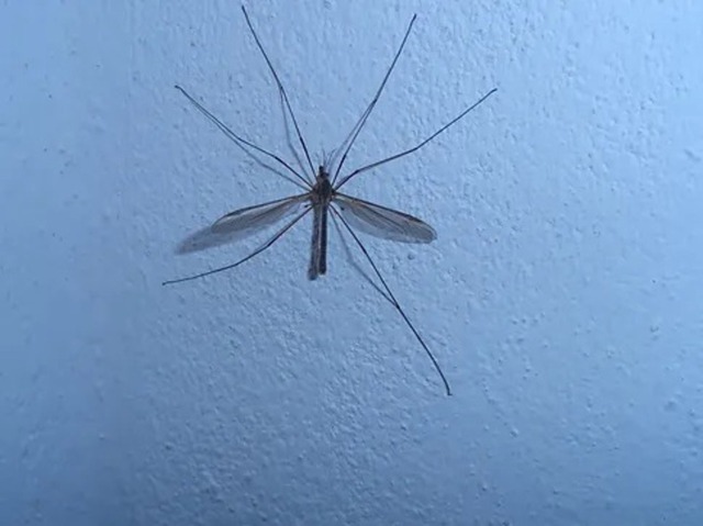 Mücke | Verkauf von Fotos und  Videoclips zumThema Natur.Motive sind Pflanzen, Tiere, Landschaftenund Wetter - Realisiert mit Pictrs.com