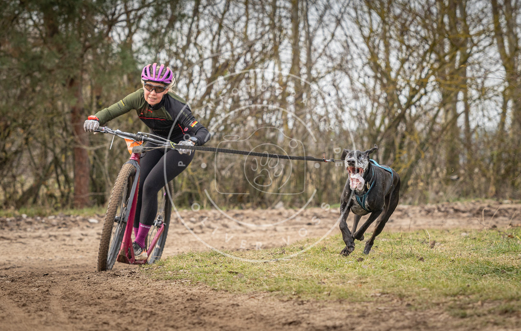 Pfotenfotografie_DV3A9280 | Hundefotografie, Tierfotograf, Pfotenfotografie, Fotoshooting Hund, Hunde Portrait, Hundesport, Hundeportraits, Heideshooting, Hunde, Sportfotograf, Hundefotograf, Turnierhundsport, THS,  - Realisiert mit Pictrs.com