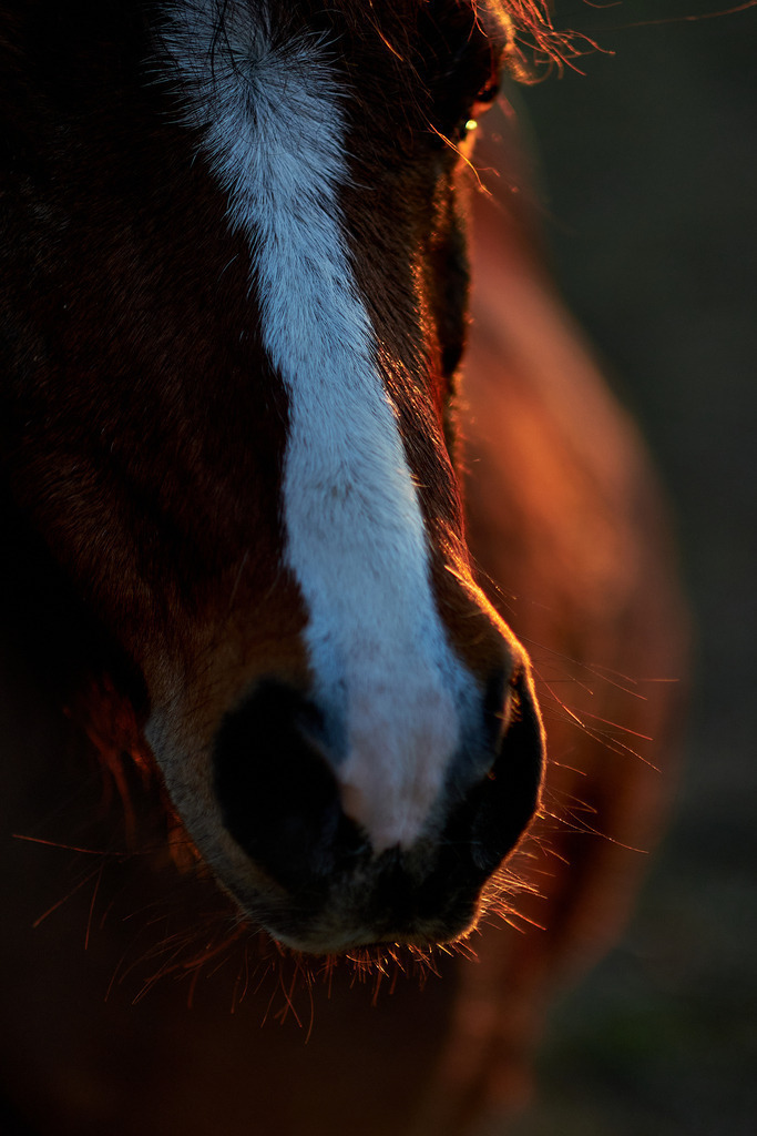 Pony im Abendlicht | Wien, Austria - November 07, 2020: Pony im Abendlicht. - Realisiert mit Pictrs.com