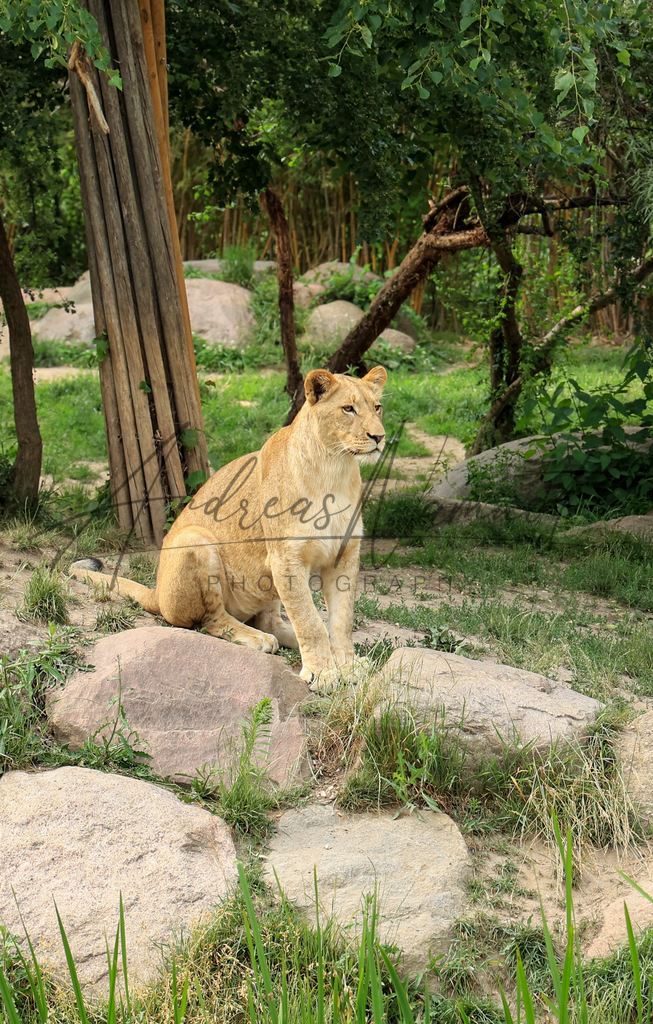 Löwenportrait | Zoobesuch Leipzig 2022 - Realisiert mit Pictrs.com