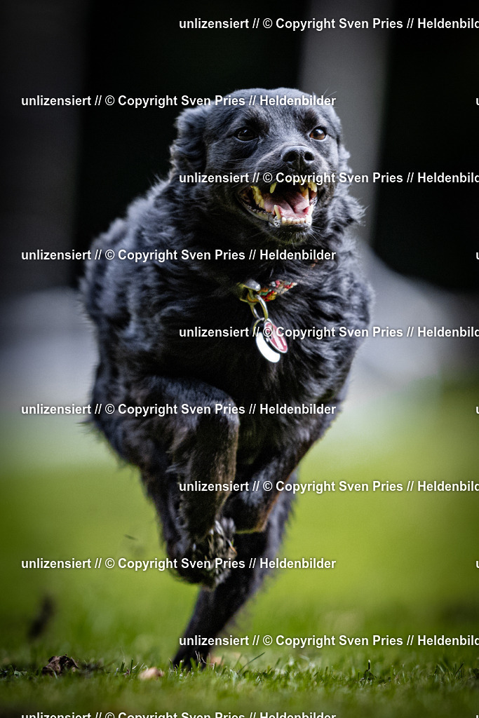 Sven Pries | 2025-10-03 - Hunderennen Obergrombach - Realisiert mit Pictrs.com
