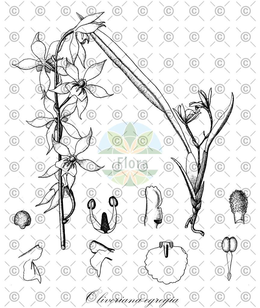 HistAbb_wfo-0001140455_1_ENZY_Simple | Historische Abbildung von Oliveriana egregia - Orchidaceae | Historical Illustration of Oliveriana egregia - Orchidaceae