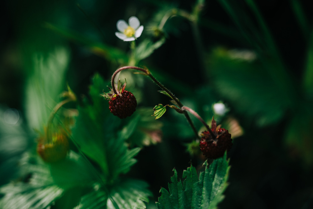 Walderdbeeren | Simone Sonderegger Photography
