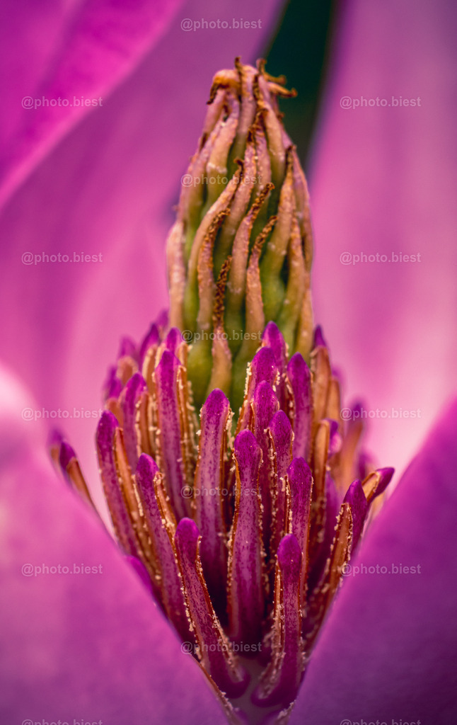 Blütenpokal | Die Blüte der Magnolie. - Realisiert mit Pictrs.com