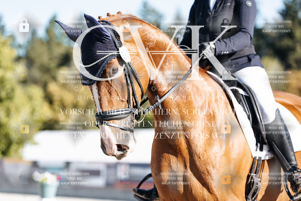 CK907711 | Turnierfotografie Pferdefotografie Trier Rheinland-Pfalz Pferdesport Reitsport Tierfotografie Sportfotografie Pferdevideo Pferdevideografie Equestrianvideography equestrianphotography  - Realisiert mit Pictrs.com