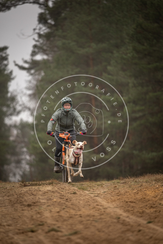 Pfotenfotografie_DV3A3163 | Hundefotografie, Tierfotograf, Pfotenfotografie, Fotoshooting Hund, Hunde Portrait, Hundesport, Hundeportraits, Heideshooting, Hunde, Sportfotograf, Hundefotograf, Turnierhundsport, THS,  - Realisiert mit Pictrs.com