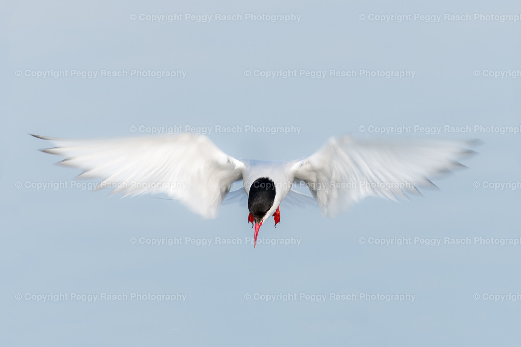 Küstenseeschwalbe | Küstenseeschwalbe - Realisiert mit Pictrs.com