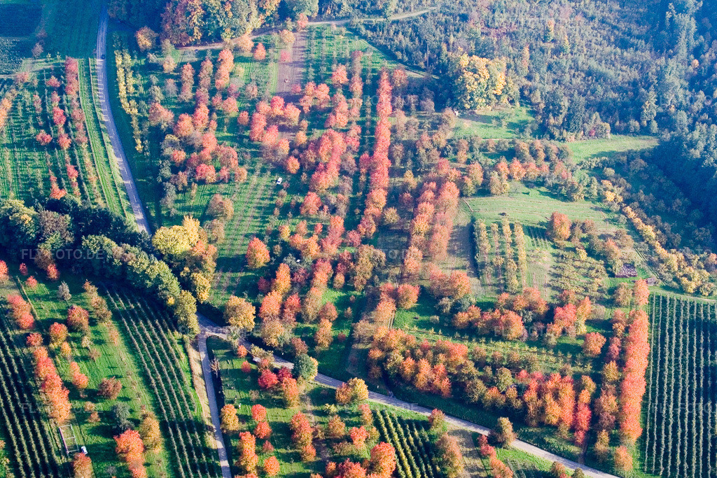 Luftbild: Zwetschgenplantagen im Herbstlaub im Ortsteil Mösbach in Achern im Bundesland Baden-Württemberg in Deutschland. Foto: IMG_13944.jpg vom 11.10.2008 durch Werner Riehm/FLY-FOTO.de