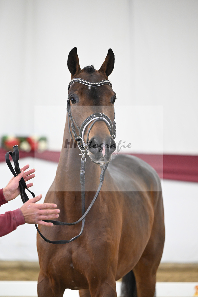 Kat-Nr. 26 Dynamic Dream x Le Mans_Kurt Fink_47250791 | hf-fotografie - Realisiert mit Pictrs.com