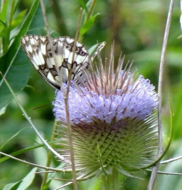 schachbrett-auf-karde | Verkauf von Fotos und  Videoclips zumThema Natur.Motive sind Pflanzen, Tiere, Landschaftenund Wetter - Realisiert mit Pictrs.com