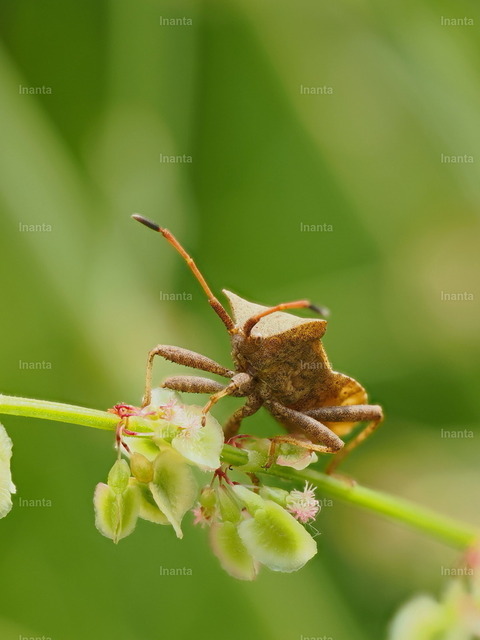 Lederwanze (Coreus marginatus) | Inanta - Realisiert mit Pictrs.com