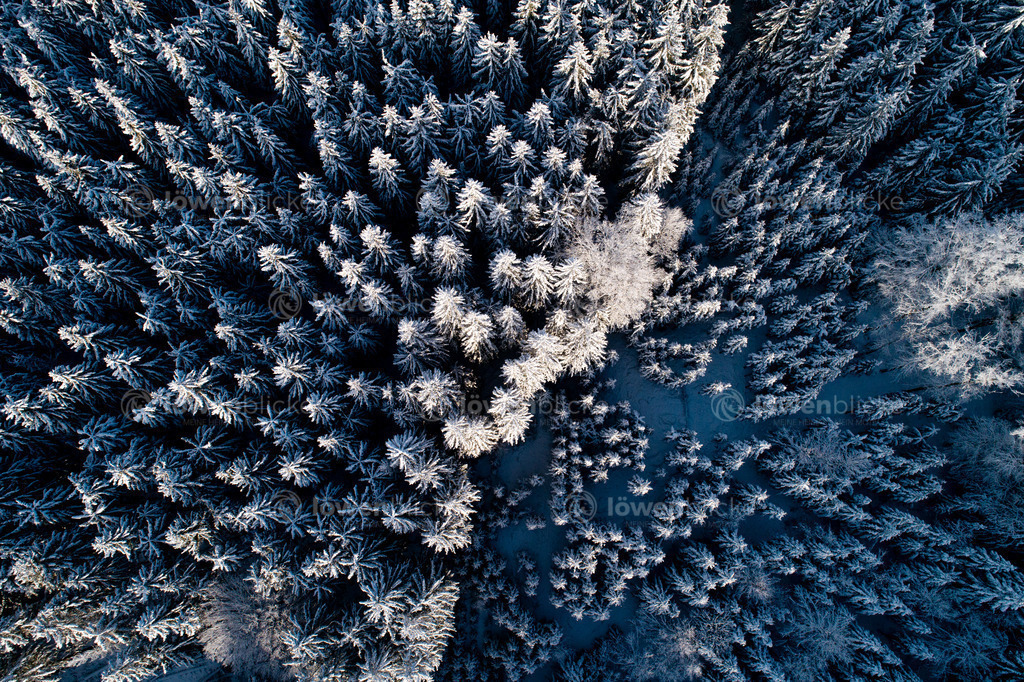 Baummuster im Schnee | löwenblicke | shop
