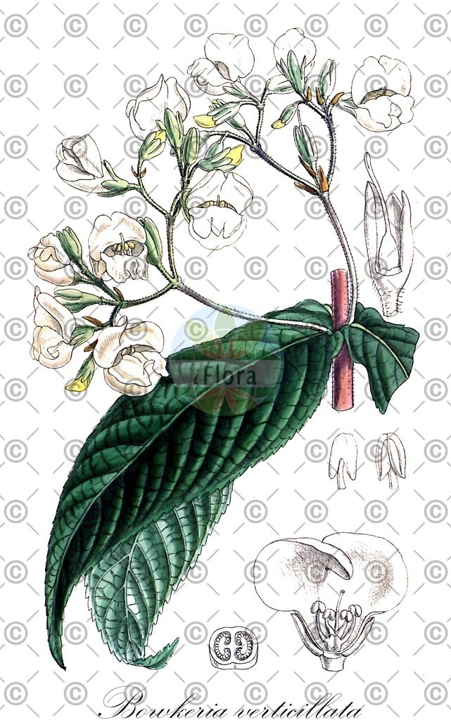 HistAbb_wfo-0000570123_1_ENZY_Simple | Historische Abbildung von Bowkeria verticillata - Stilbaceae | Historical Illustration of Bowkeria verticillata - Stilbaceae